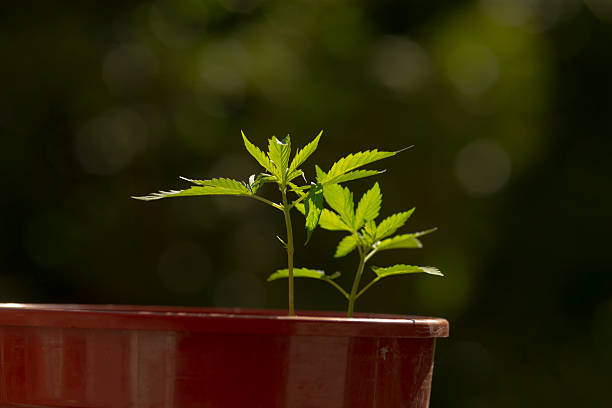 A small, vibrant green plant is steadily growing in a bright red pot, adding a touch of nature to the indoor space around it