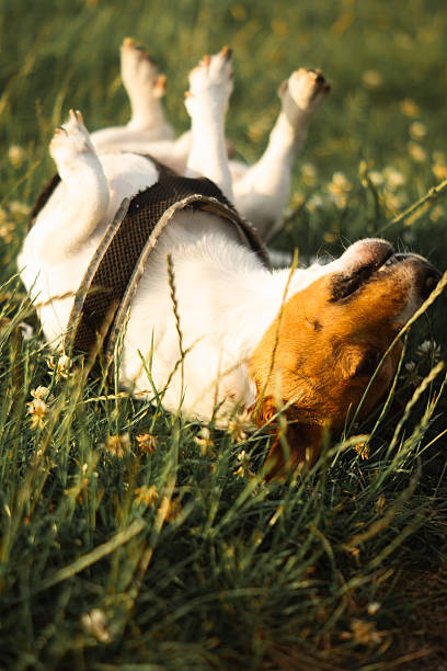 istock Cute Jack Russell Terrier in Green Grass 2225833004