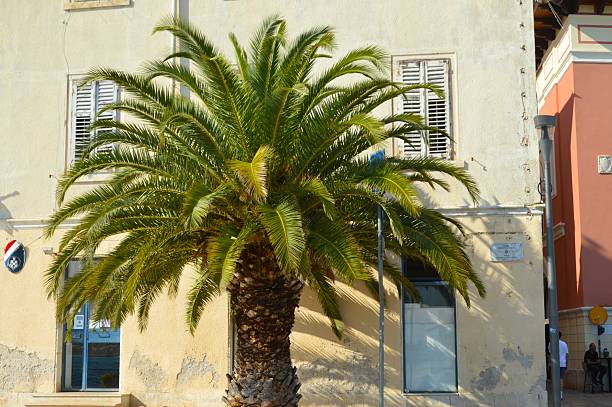 Palm tree in the city - Croatia