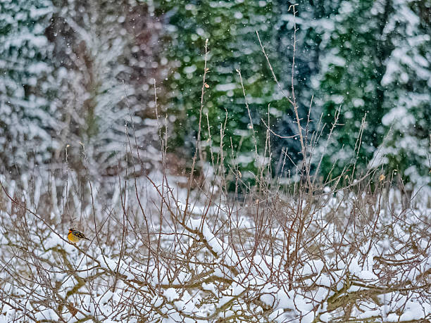Warbler Bird foraging on Vancouver Island in winter snow, British Columbia