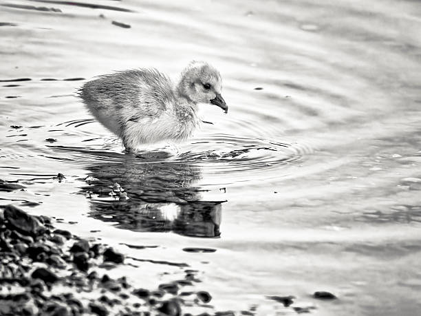 Canada Goose along a shoreline located on Vancouver Island, British Columbia