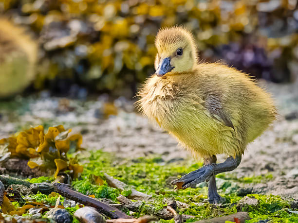 Canada Goose along a shoreline located on Vancouver Island, British Columbia