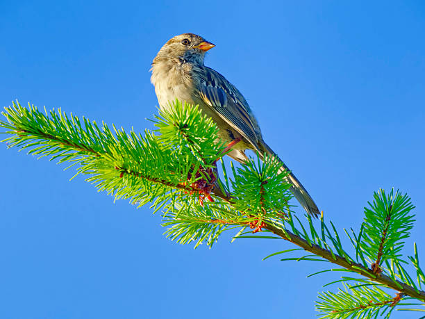 White-crowned Sparrow Bird foraging on Vancouver Island, British Columbia