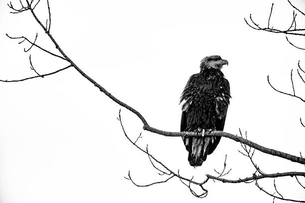 istock Birds on Vancouver Island British Columbia 2225834688