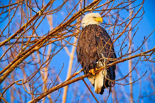 Birds on Vancouver Island British Columbia