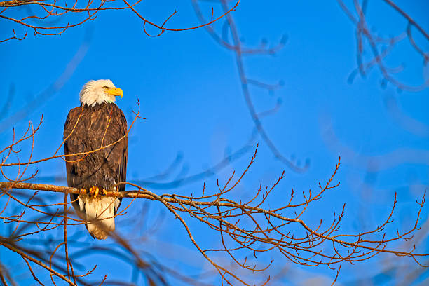 istock Birds on Vancouver Island British Columbia 2225834712