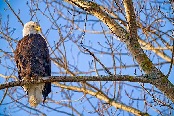 istock Birds on Vancouver Island British Columbia 2225834713
