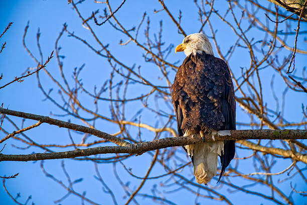 istock Birds on Vancouver Island British Columbia 2225834720