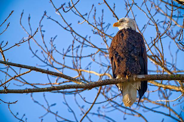 An American bald eagle comes in for a landing on a branch carrying a fish in its claw near Coeur d'Alene, Idaho.