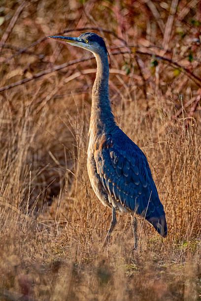istock Birds on Vancouver Island British Columbia 2225834744