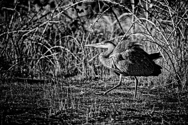 A White-faced Heron (Egretta novaehollandiae) at a wildlife park in Sydney, New South Wales, Australia. (Photo by Tara Chand Malhotra)