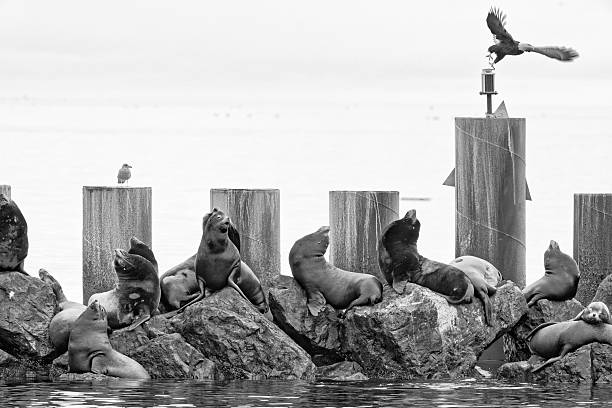 Bald Eagle perched by harbor seals at a fishing marina on Vancouver Island, British Columbia