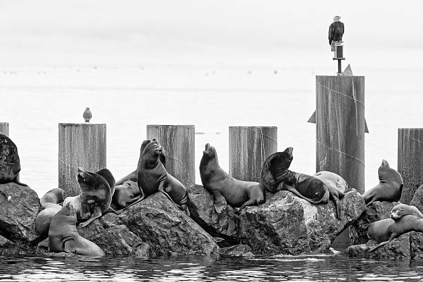 Bald Eagle perched by harbor seals at a fishing marina on Vancouver Island, British Columbia