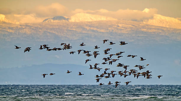 istock Birds on Vancouver Island British Columbia 2225834823