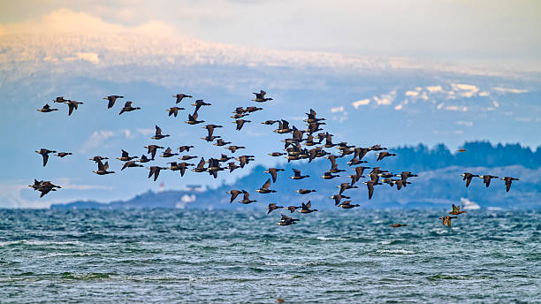 Brant geese along a shoreline located on Vancouver Island, British Columbia