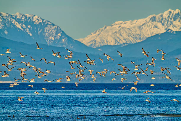 Seagull flock at Rathtrevor Beach on the coast of Vancouver Island, British Columbia