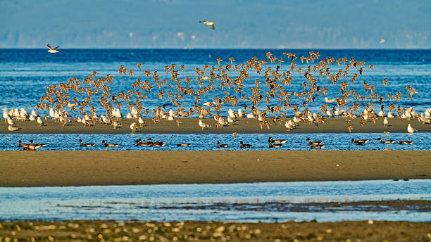 istock Birds on Vancouver Island British Columbia 2225834839