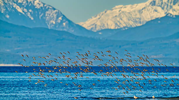 istock Birds on Vancouver Island British Columbia 2225834842