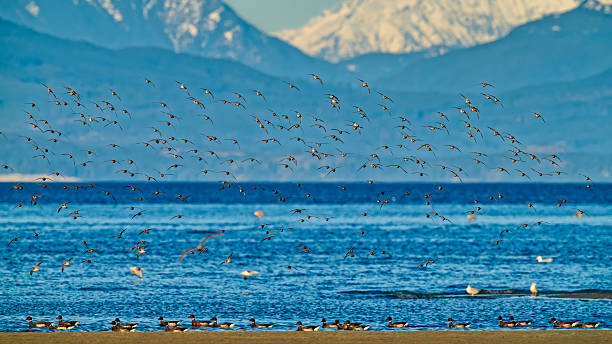 Migrating shore birds flocking on Rathtrevor beach on Vancouver Island, British Columbia