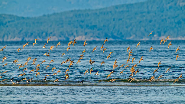 istock Birds on Vancouver Island British Columbia 2225834860