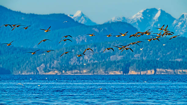 Brant geese along a shoreline located on Vancouver Island, British Columbia