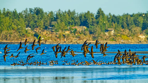 Brant geese along a shoreline located on Vancouver Island, British Columbia