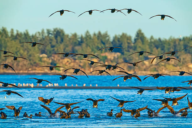 Brant geese along a shoreline located on Vancouver Island, British Columbia