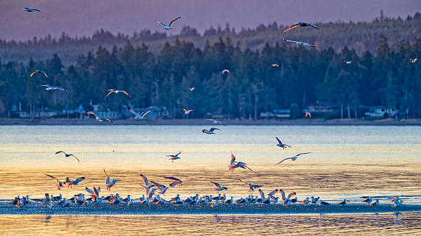 istock Birds on Vancouver Island British Columbia 2225835396