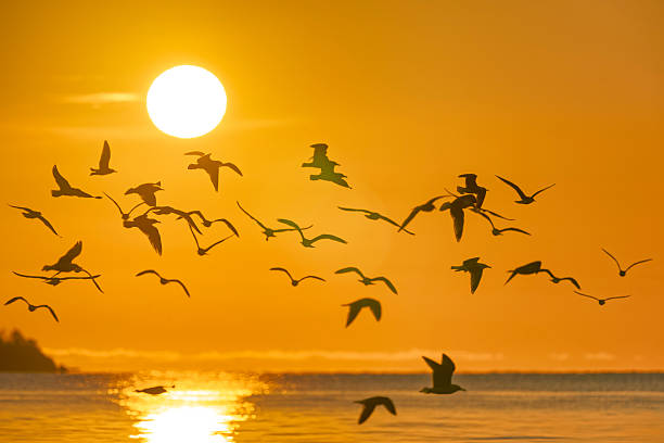 Seagull flock at Rathtrevor Beach on the coast of Vancouver Island, British Columbia