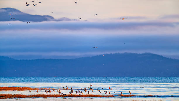 istock Birds on Vancouver Island British Columbia 2225835424