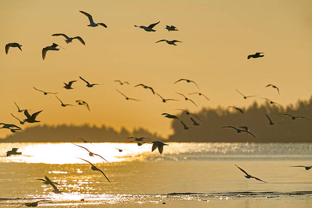 istock Birds on Vancouver Island British Columbia 2225835434