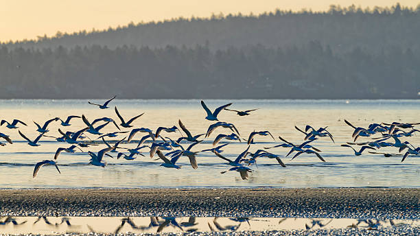 istock Birds on Vancouver Island British Columbia 2225835464