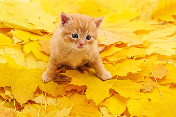 A kitten sitting on yellow leaves. Autumn leaves form a background.