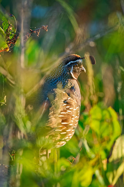 California Quail Bird foraging on Vancouver Island, British Columbia