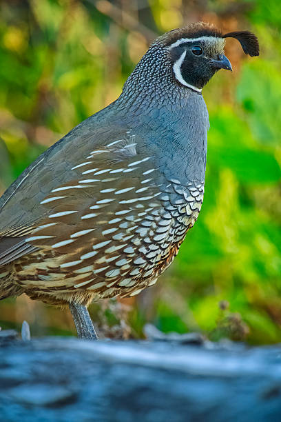 istock Birds on Vancouver Island British Columbia 2225835605