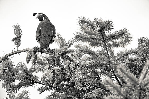 California Quail Bird foraging on Vancouver Island, British Columbia