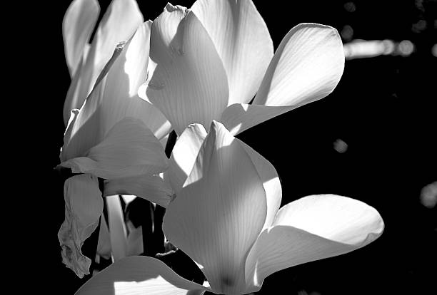 istock Colorfull flowers in spring 2225835905