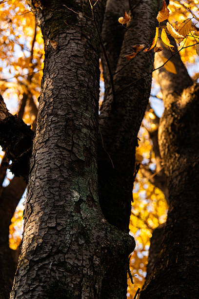 Leaves are scattered on a log covered in moisture with sunlight reflecting off the surface in a forest setting.