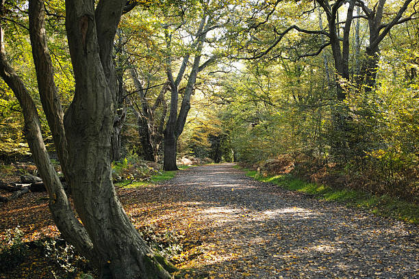 Epping Forest is a large ancient woodland in London and Essex, England, with a rich history and biodiversity.