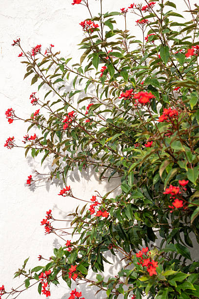 istock Bougainvillea Blossoms in Full Bloom 2225837357