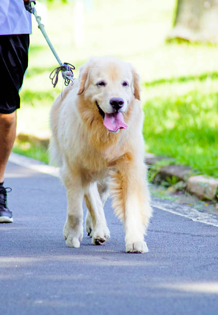 istock Dog on a leash, walking on the street 2225837472