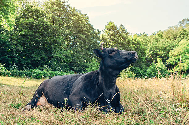 istock Black cow lying on dry grass, looking aside. Forest in background. Livestock development concept 2225837537