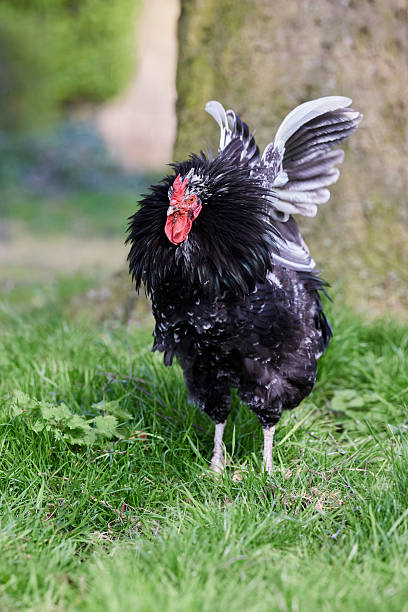 istock A majestic black mottled rooster with a fluffy mane stands on green grass. With one wing raised in a dynamic display, it shows off its beautiful plumage. 2225838434