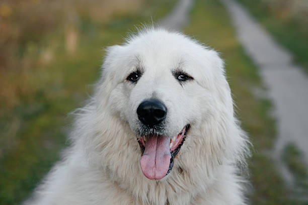 istock dog walks in field 2225838611