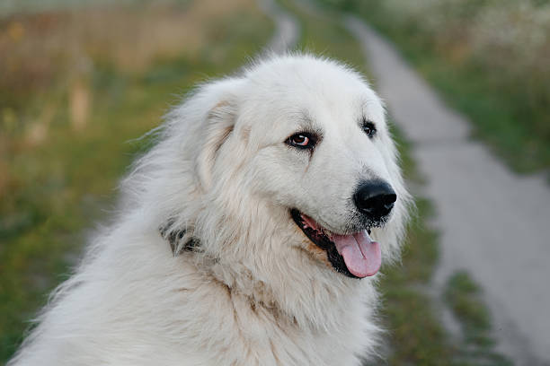 istock dog walks in field 2225838613