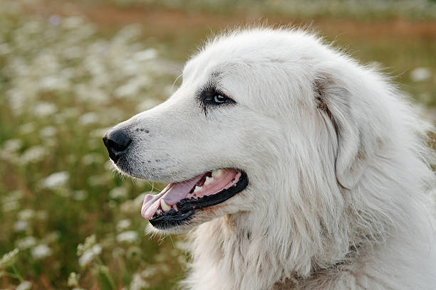 istock dog walks in field 2225838634