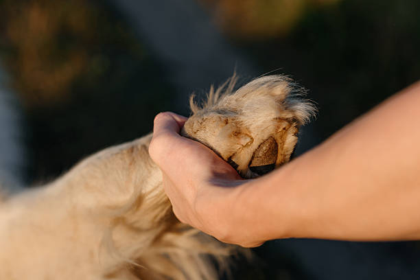 istock dog walks in field 2225838637