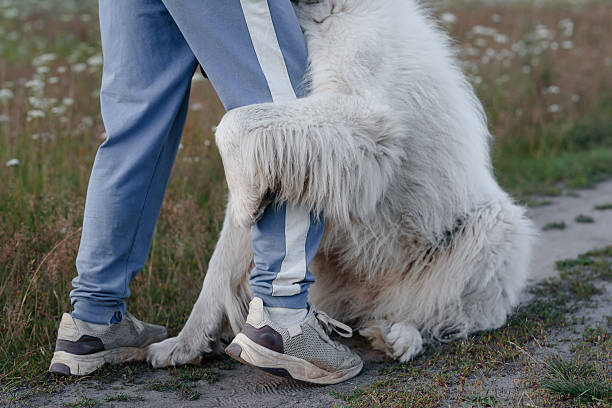 istock dog walks in field 2225838648