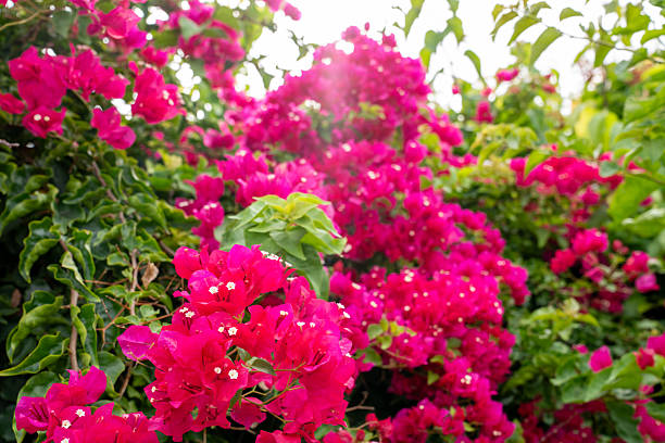 istock Intimate View of Bougainvillea 2225838655