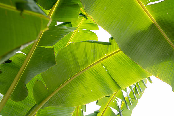 Banana tree leaves lit by sun from above. Emphasizes form, pattern, and vibrancy found in island flora.